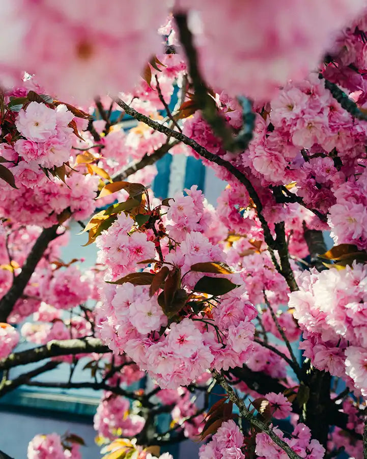 Spring Sales