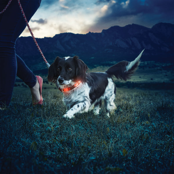 Nite Dawg Led Dog Collar - Small nite ize NIZ NDL OR S Kunzi Shop 2
