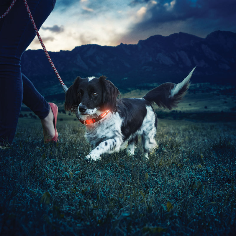 Nite Dawg Led Dog Collar - Small nite ize NIZ NDL OR S Kunzi Shop