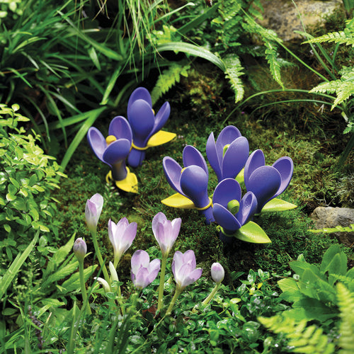 Cucchiai Misuratori Natura Crocus zeal - cks ZL L221 Kunzi Shop